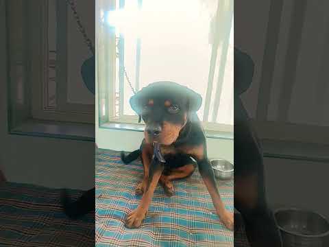 Dog eating Lollipop candy #kingofrottweiler #shorts