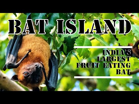 BAT ISLAND of Sambalpur.