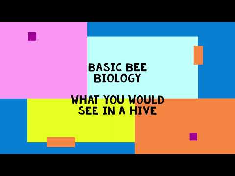 Basic bee biology video, up close!