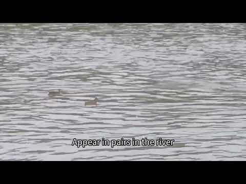seek wild duck in Chengdu ,China