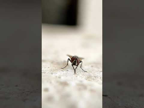 Amazing Macro video of House fly | Macro Photography on phone