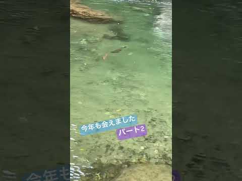サクラマスたちの遡上　Part２♯渓流釣り♯サクラマス♯札幌近郊♯北海道♯遡上