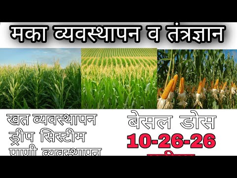 पुर्ण मका व्यवस्थापन 🌽🌽 / पाणी व्यवस्थापन / अळी व्यवस्थापन / संपुर्ण मार्गदर्शन