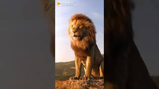 Be a live like a King