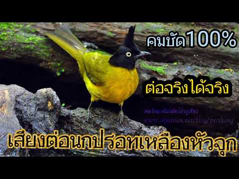 เสียงนกปรอทเหลืองหัวจุก ชัดเเจ่ว มีตัวได้100%