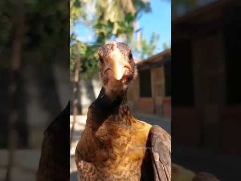 mahiwagang manokin #bini #chickendance #funnyanimals  #salaminsalamin #youtubeshorts