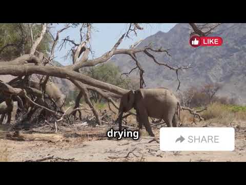 Animals Adapting to Climate Change | Avery Bliss