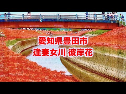 彼岸花 逢妻女川 赤い絨毯の様でした。愛知県豊田市宮上町