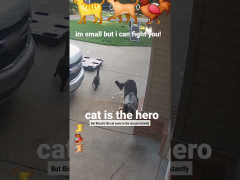 Dog vs Chicken Cat vs Dog