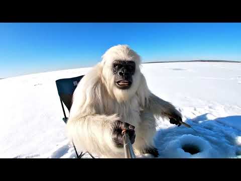 Vlogging with Yeti
