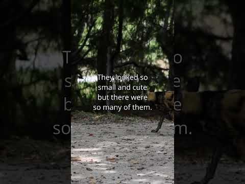 When My Mother And I Were Surrounded By African Wild Dogs #africa #silentvlog #wildlife