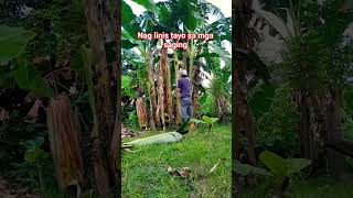 Nag linis tayo sa mga saging #shortvideo #shorts #trending #music #youtubeshorts