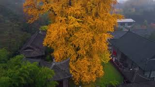 Guanyin Ancient Zen Temple, Xi'an, China. Ginkgo tree 1400 years old. Emperor of the Tang Dynasty