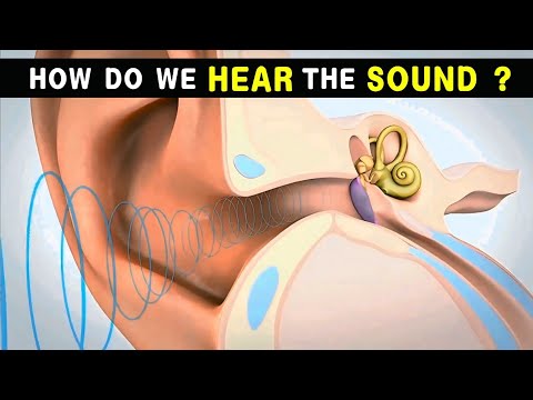 How do we hear Sound ? Ear anatomy and physiology ( Animated Video )