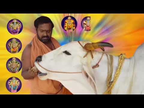 Live Darshan | Gomata | Gives milk for daily Srivari Abhishek | Balaji Tirupati | Vishnu Shiva Datta