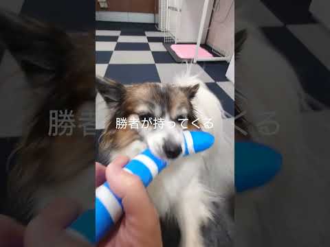 投げたらGO！持ってくる犬達 #犬のおもちゃ #パピヨン #犬のいる生活