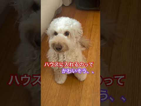 説明欄見てね！ハウスに入れるのってかわいそう、、そう思っている飼い主様へ♪ #dog #しつけ #犬のしつけ