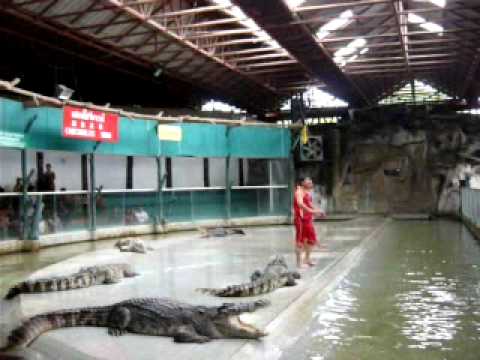 Crocodile Attack Human Man Girl Show Stunt Thailand 2