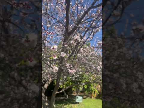 🌸❤️ #naturephotography #viral #asmr #satisfyingvideo #naturelovers #reels #youtube #youtubeshorts