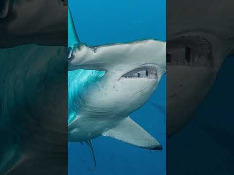 ¿QUIÉN GANARÍA? ¡20 Tiburones Martillo vs Pliosaurus! #batallaépica #animales #dinosaurios