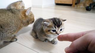 Cute cats who can’t help but follow a kitten that’s started exploring the room…