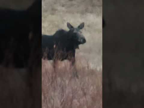 #moose #montana #yellowstone #yellowstonenationalpark #nature