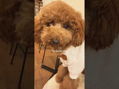 トイプードルの日常vlog🐶🦔 #トイプードル  #vlog #日常vlog #犬のいる暮らし #犬動画