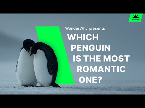 Which Penguin Is The ULTIMATE Romantic? 🐧💕