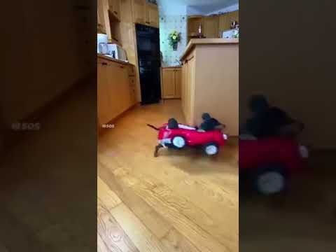 Super Cat: The Legend of Speed on the Floor#Cat Chase#Cat Racing#FunnyCats#CatRace#SpeedyCat