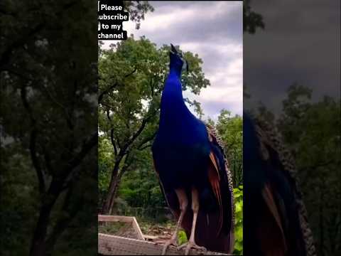 Beautiful Peacock | #shorts #viral #shortsviral #reels #trending #ytshorts #tamil #love #nature