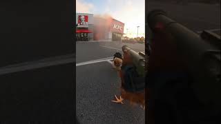 A chicken breaks into a KFC restaurant to take revenge👿🐔