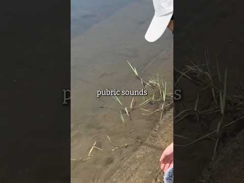 水のある公園でASMR #asmr＃public