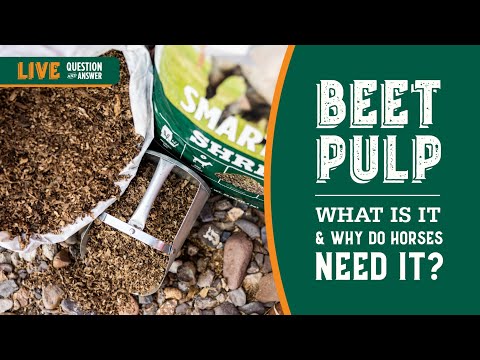 What is Beet Pulp and Why Do Horses Need It? - Horse Nutrition Live Q & A w/ Dr. Tania Cubitt