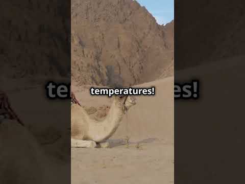 "5 Unknown Facts About Camels 🐪 | Mind-Blowing Camel Facts You Didn’t Know!"