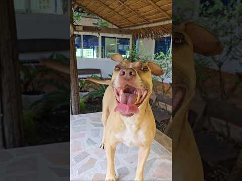 Hero saw a lizard 🦎 for the first time 😂😍 #nomad #staffy #animalfriends #thailand