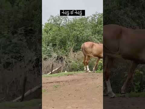 Gujarati life #gujarati #kathiyawadi #khana