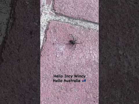 Hello Australia 🇦🇺 #redbackspider