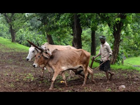 Aaj Bailo Ka Hal Chalaya | Desi Farming🌽 | Ganv Ki Kisani