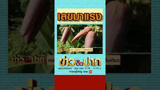 เลขเด็ดมาแรงงวดนี้ l ข่าววันนี้ True4U #SHORTS #shortvideo