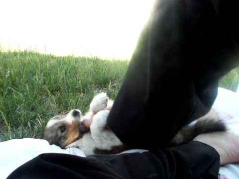 Sheltie pups at 5 weeks