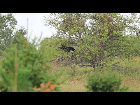 Bear up Apple Tree