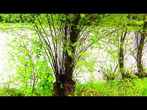 meditation and relaxation 5 minutes