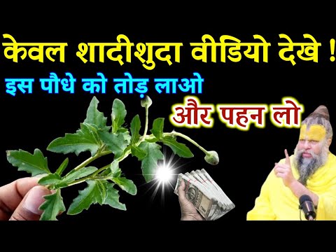 इस पौधे को तोड़ लाओ और पहन लो फिर देखो चमत्कार शादीशुदा वीडियो को देखे | Best motivational video