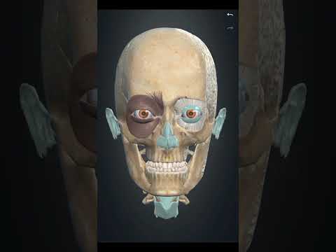 orbicularis oculi #3d #animation #medicosphere #viral #shorts #anatomy medical #physiology #medicos