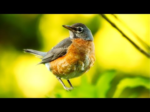 Amazing Relaxing Music - Stress Relief Music, Positive Energy, Morning Music, Calming Music
