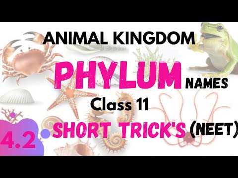 Phylum | ANIMAL KINGDOM | Neet Short Trick's | Class 11 NCERT Biology for NEET 2021