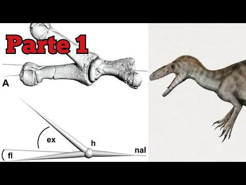Rango de movimiento del antebrazo en Australovenator (Parte 1)