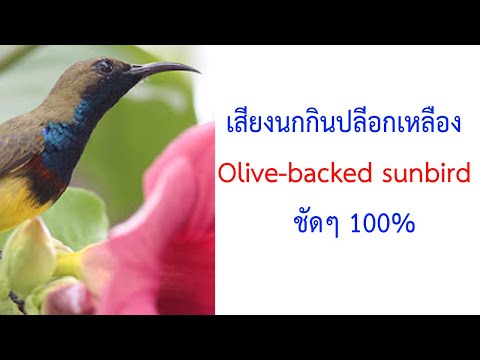 เสียงนกกินปลีอกเหลือง Olive-backed sunbird, Yellow-bellied sunbird 2021 ชัดๆ