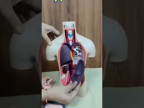 Science and Technology, Body Parts #stem #science #learning #trending #students #school #study