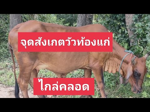 วิธีสังเกตวัวไกล่คลอด - อาชีพสร้างรายได้channel